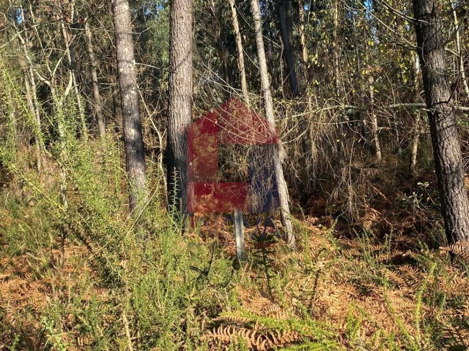 Terreno para Venda em Escariz (São Mamede) e Escariz (São Martinho) Foto 7