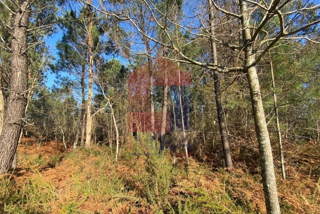 Terreno para Venda em Escariz (São Mamede) e Escariz (São Martinho) Foto 3
