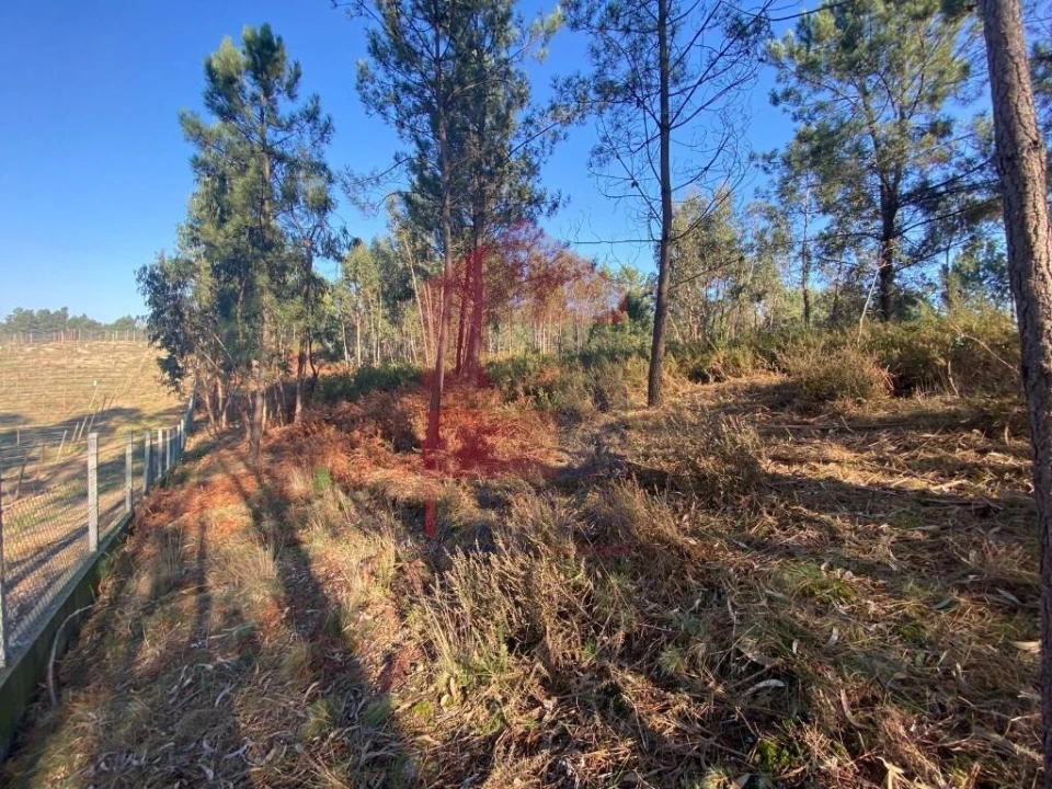 Terreno para Venda em Escariz (São Mamede) e Escariz (São Martinho) Foto 20