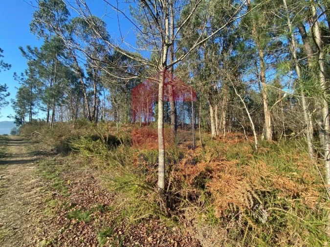 Terreno para Venda em Escariz (São Mamede) e Escariz (São Martinho) Foto 4
