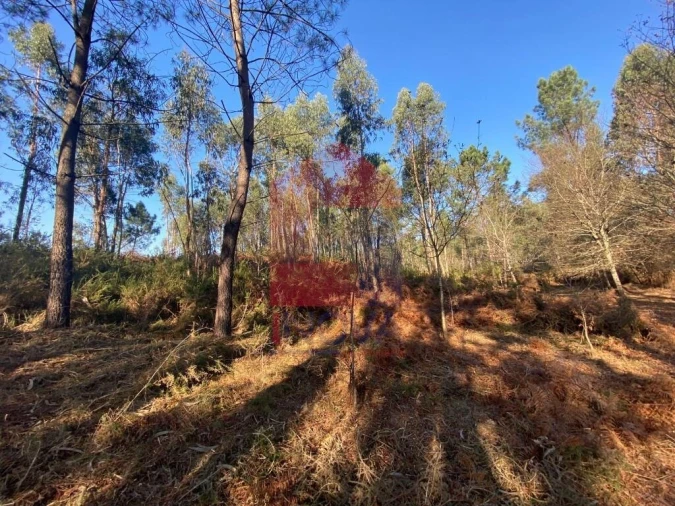 Terreno para Venda em Escariz (São Mamede) e Escariz (São Martinho) Foto 17