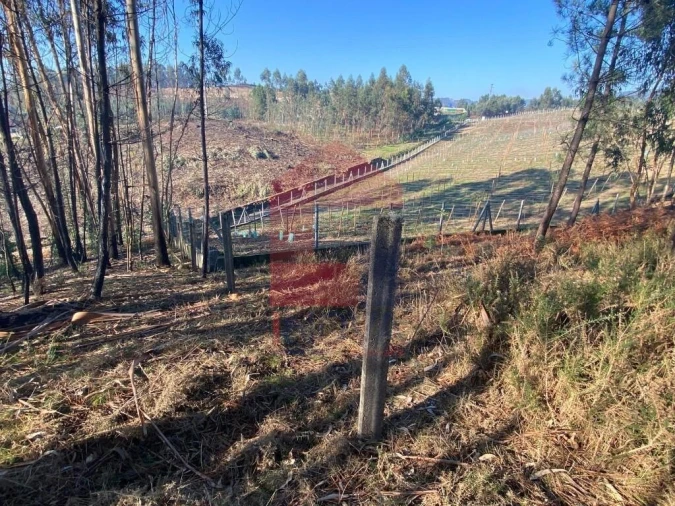 Terreno para Venda em Escariz (São Mamede) e Escariz (São Martinho) Foto 9