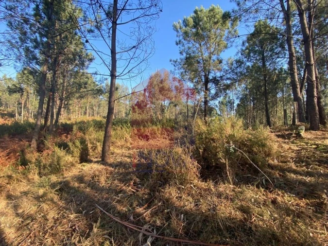 Terreno para Venda em Escariz (São Mamede) e Escariz (São Martinho) Foto 25