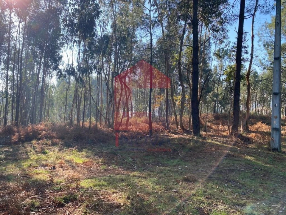 Terreno para Venda em Escariz (São Mamede) e Escariz (São Martinho) Foto 39