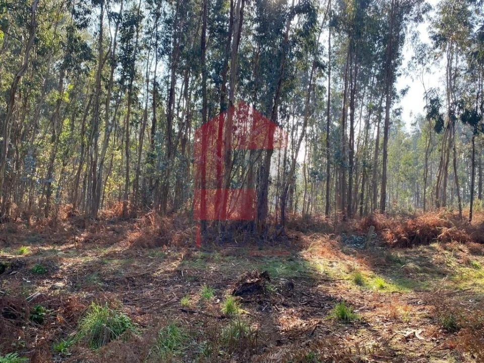Terreno para Venda em Escariz (São Mamede) e Escariz (São Martinho) Foto 41