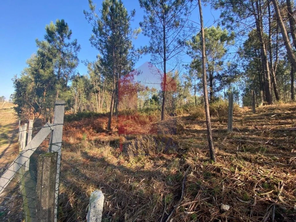Terreno para Venda em Escariz (São Mamede) e Escariz (São Martinho) Foto 24