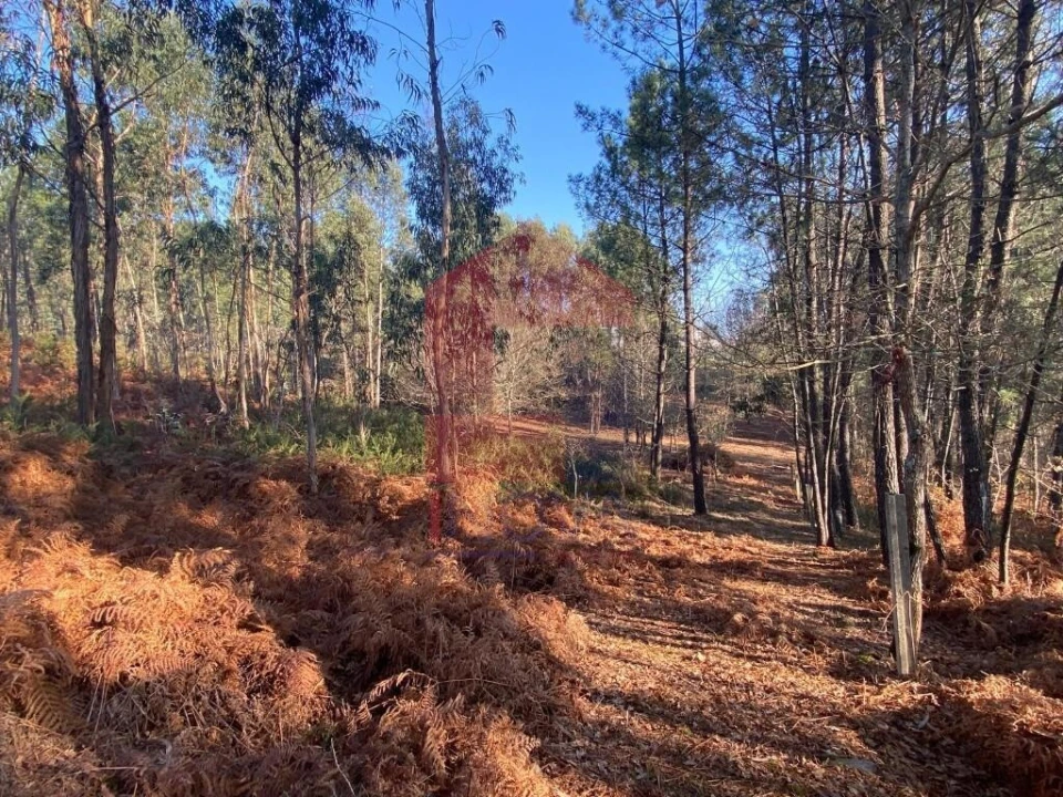 Terreno para Venda em Escariz (São Mamede) e Escariz (São Martinho) Foto 12