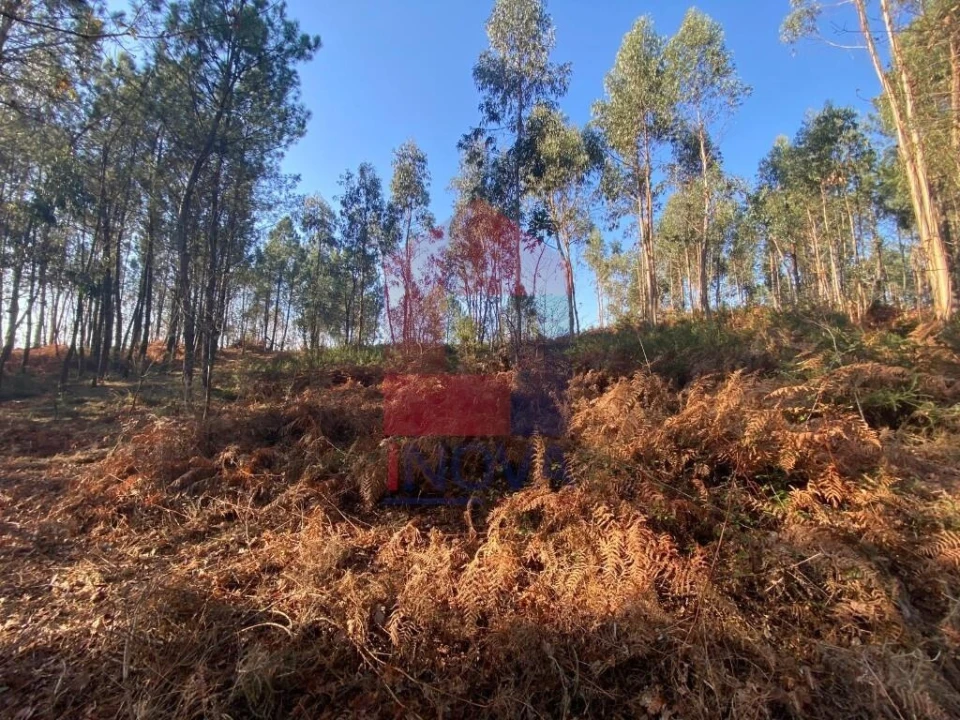 Terreno para Venda em Escariz (São Mamede) e Escariz (São Martinho) Foto 14