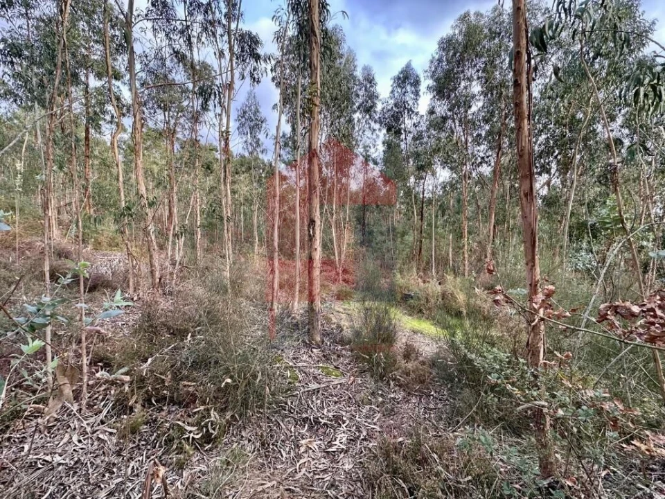 Terreno para Venda em Cervães Foto 3