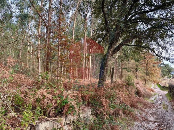 Terreno para Venda em Cervães Foto 2