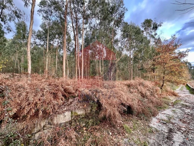 Terreno para Venda em Cervães Foto 8