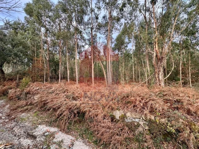 Terreno para Venda em Cervães Foto 10