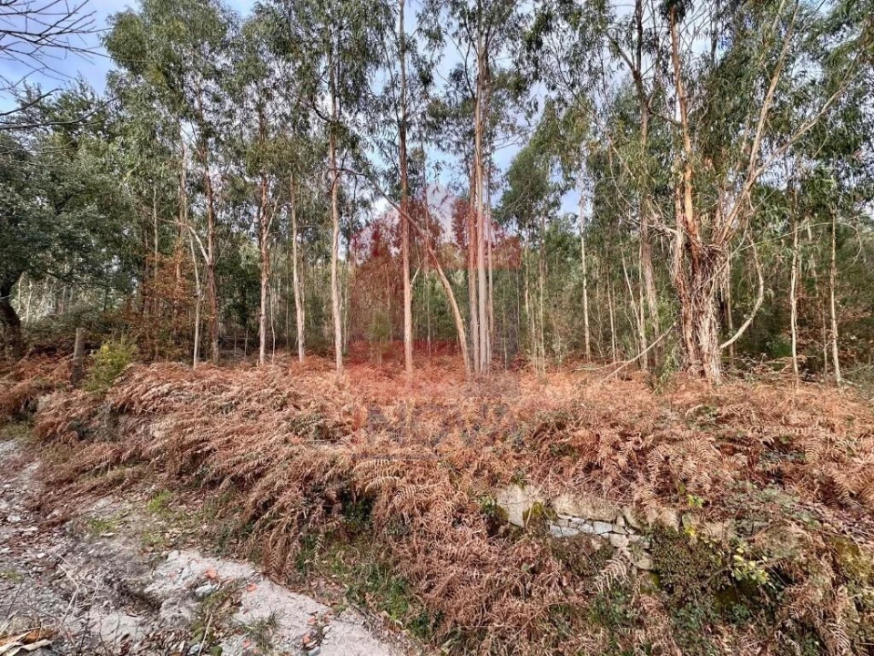 Terreno para Venda em Cervães Foto 10