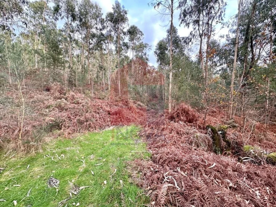 Terreno para Venda em Cervães Foto 4