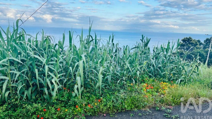 Terreno para Venda em Gaula Foto 3