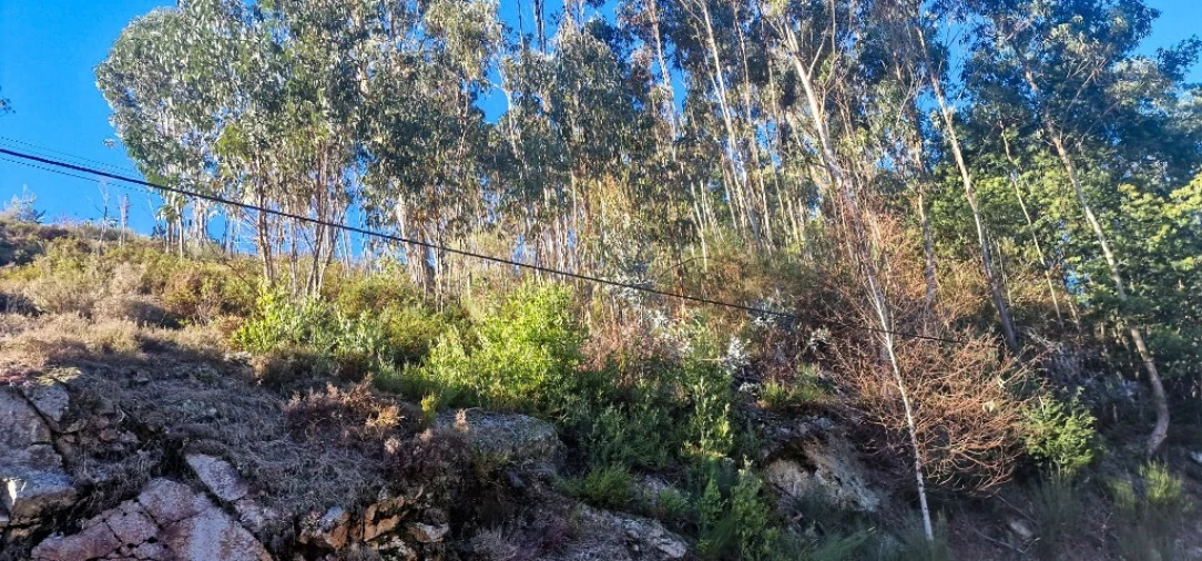 Quinta para Venda em Ruivães e Campos Foto 20