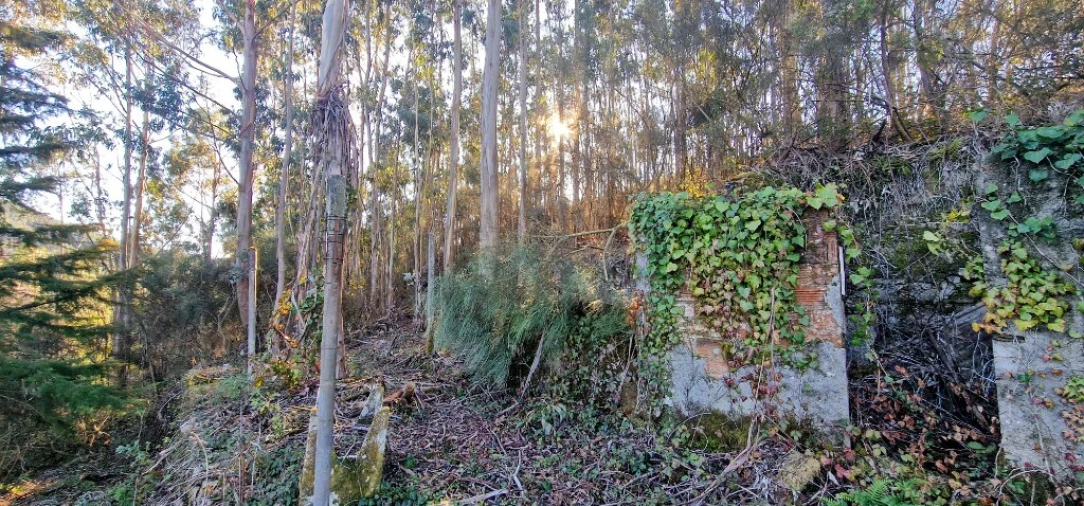 Quinta para Venda em Ruivães e Campos Foto 30