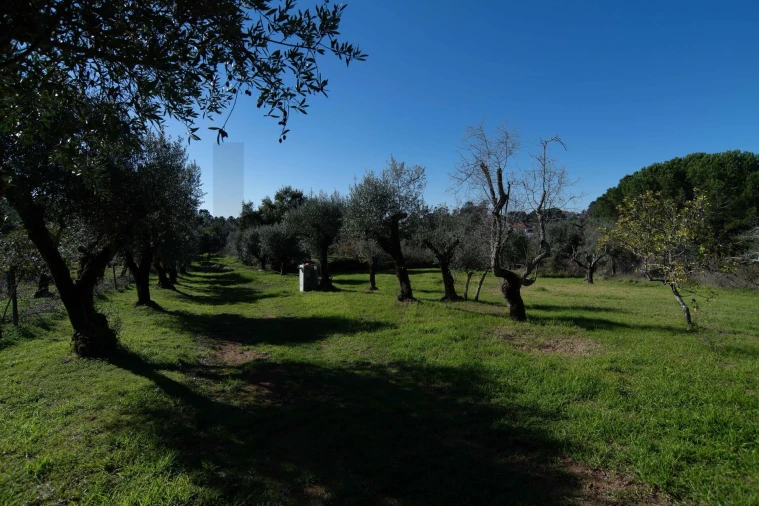 Negócio para Venda em São João Baptista e Santa Maria dos Olivais Foto 28