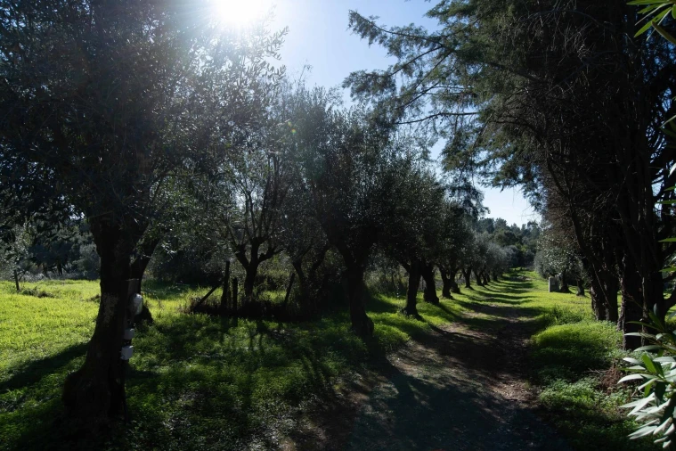 Negócio para Venda em São João Baptista e Santa Maria dos Olivais Foto 30