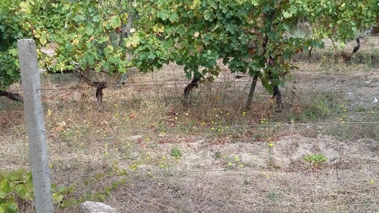 Quinta para Venda em Silgueiros Foto 1