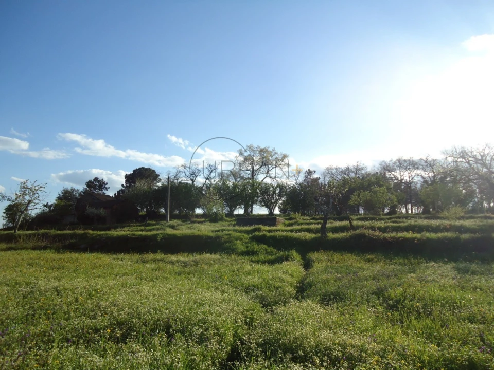 Quinta para Venda em Mangualde, Mesquitela e Cunha Alta Foto 5