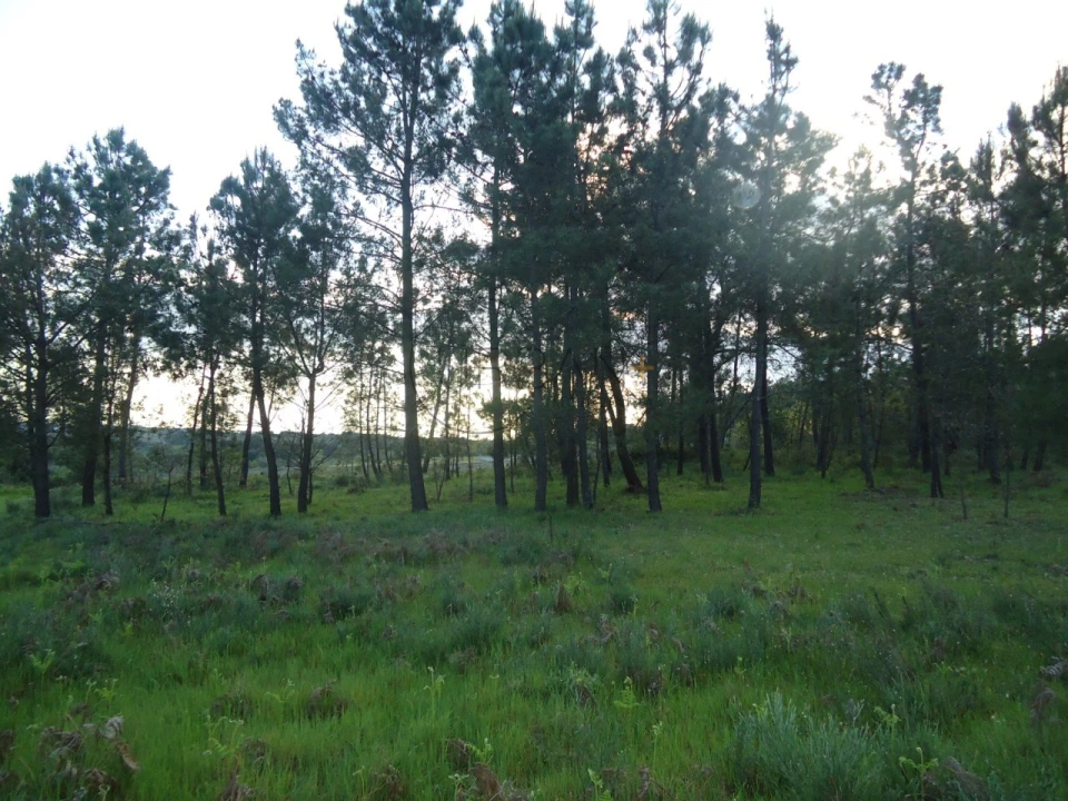 Quinta para Venda em Mangualde, Mesquitela e Cunha Alta Foto 11