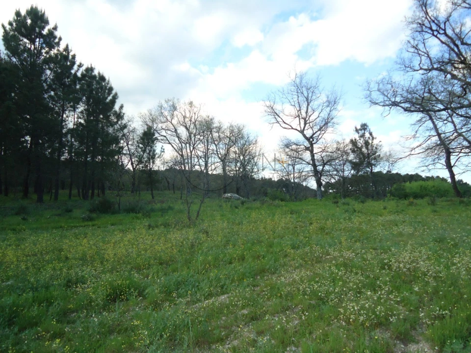 Quinta para Venda em Mangualde, Mesquitela e Cunha Alta Foto 13