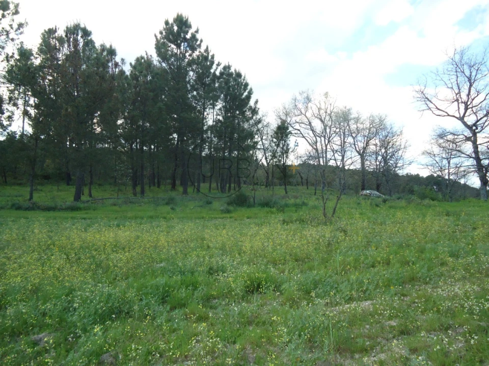 Quinta para Venda em Mangualde, Mesquitela e Cunha Alta Foto 14