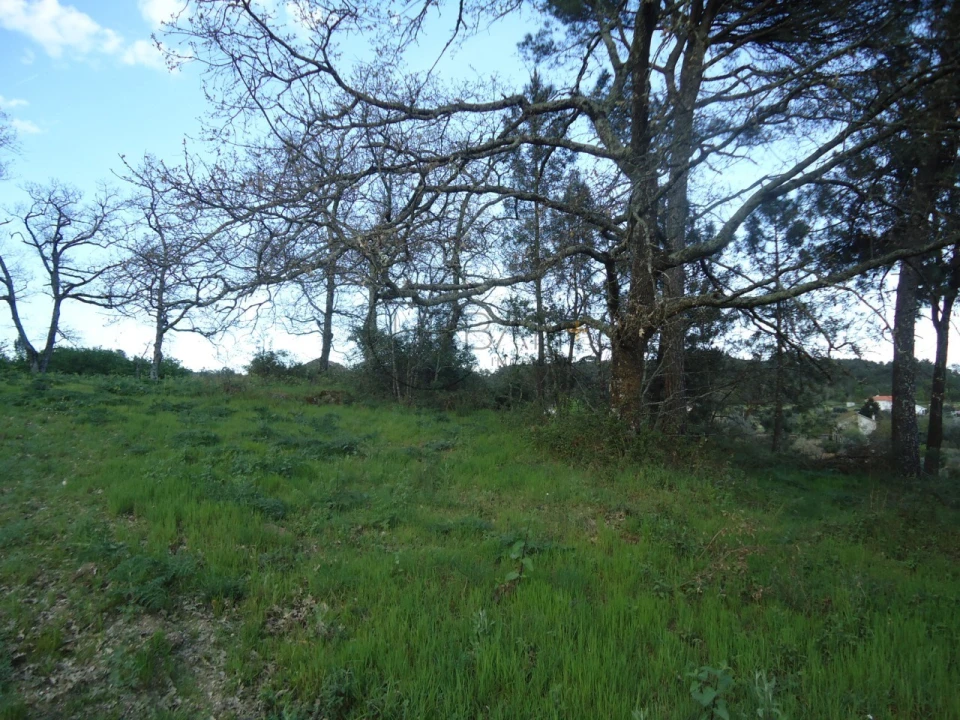 Quinta para Venda em Mangualde, Mesquitela e Cunha Alta Foto 15