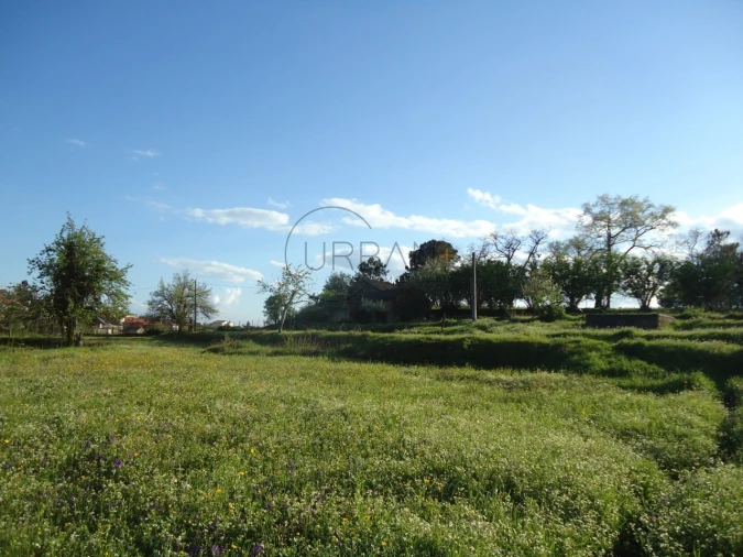Quinta para Venda em Mangualde, Mesquitela e Cunha Alta Foto 4