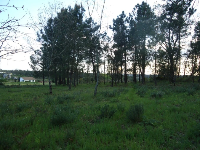 Quinta para Venda em Mangualde, Mesquitela e Cunha Alta Foto 8