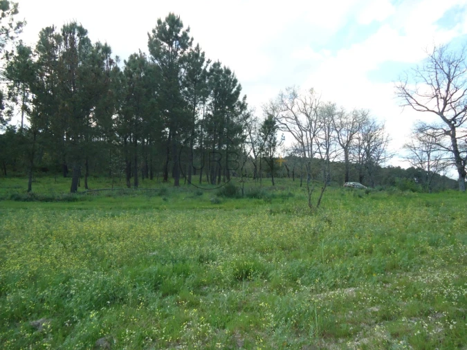Quinta para Venda em Mangualde, Mesquitela e Cunha Alta Foto 14