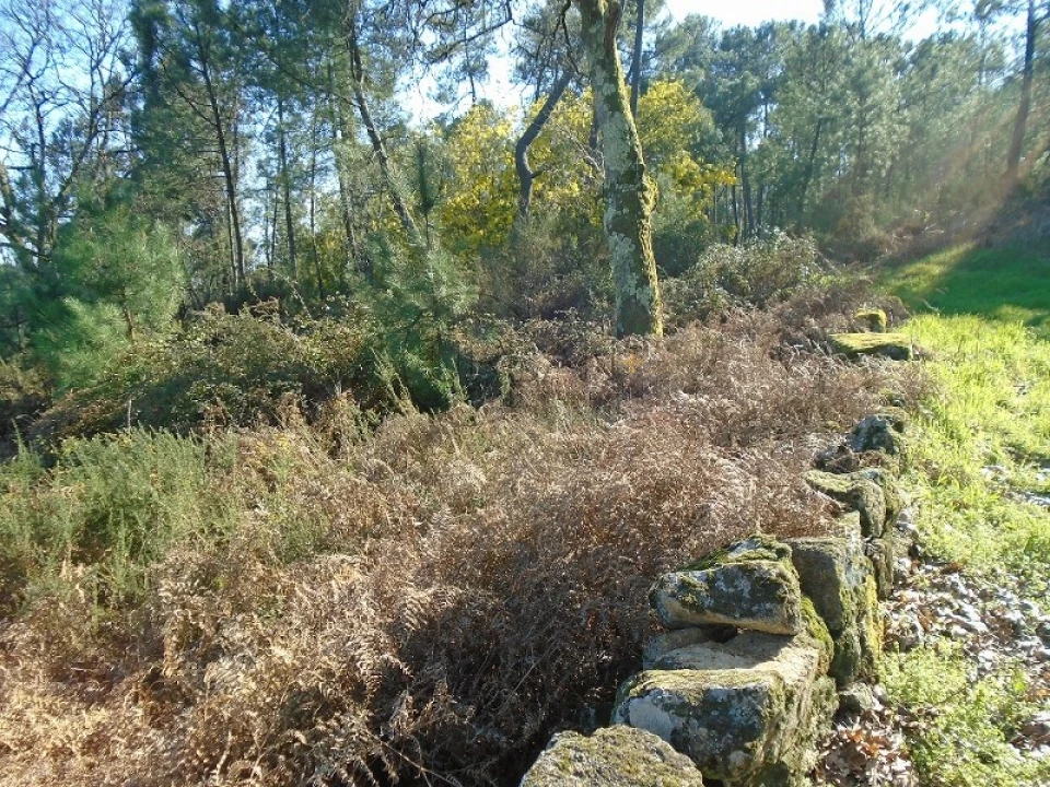 Terreno para Venda em Cavernães Foto 3