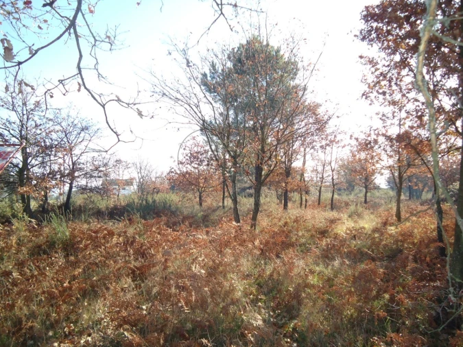 Terreno para Venda em Fragosela Foto 1
