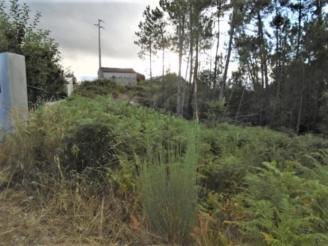 Terreno para Venda em Lordosa Foto 4