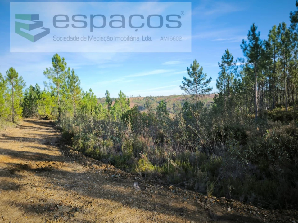Terreno para Venda em Sobreira Formosa e Alvito da Beira Foto 3