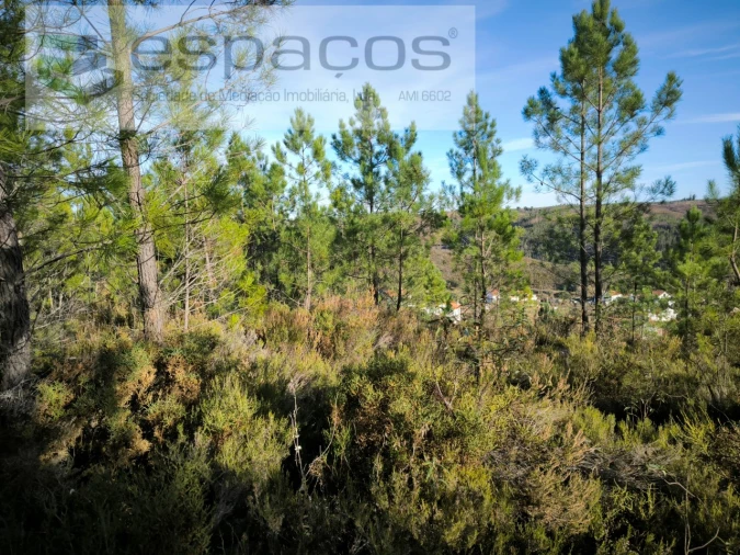 Terreno para Venda em Sobreira Formosa e Alvito da Beira Foto 4