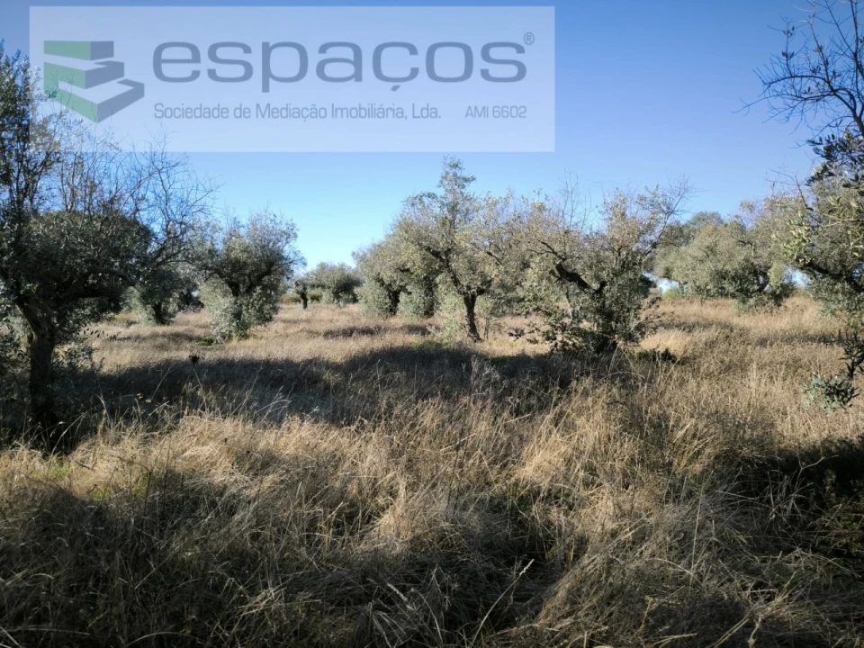 Terreno para Venda em Salgueiro do Campo Foto 4
