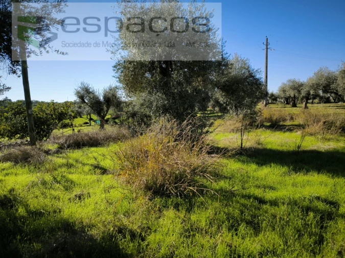 Quinta para Venda em Salgueiro do Campo Foto 4