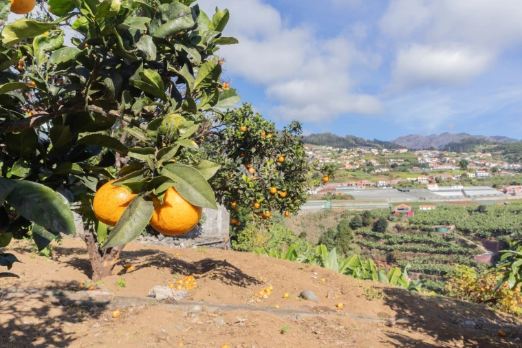 Moradia T3 para Venda em Canhas Foto 30