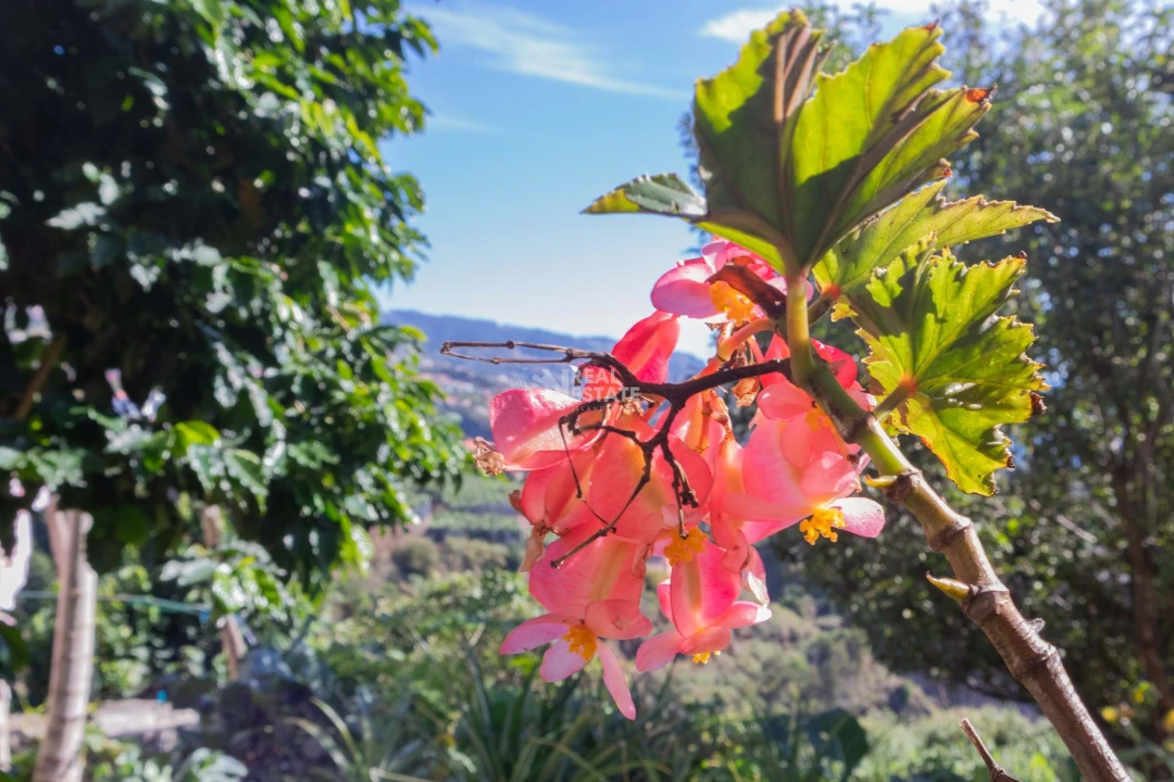 Moradia T3 para Venda em Canhas Foto 19