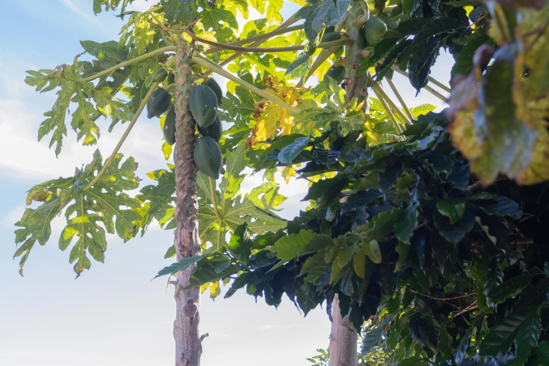 Moradia T3 para Venda em Canhas Foto 16