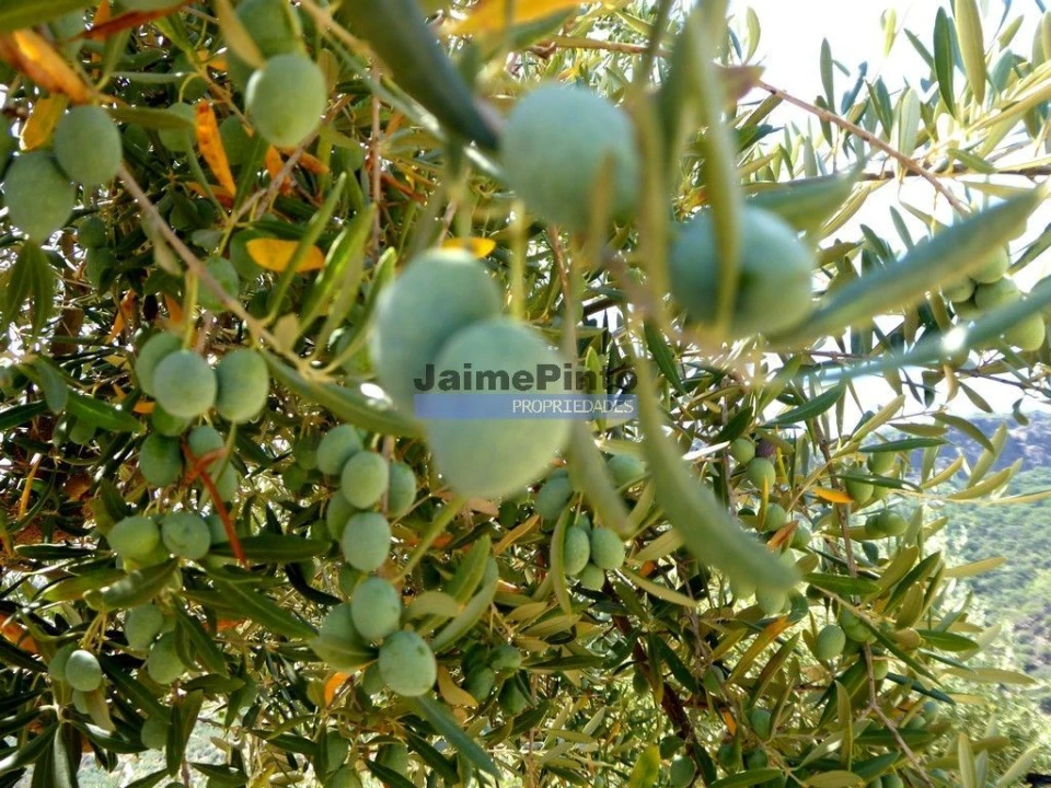 Terreno Agricola ou Rústico para Venda em Vila Nova de Foz Côa Foto 5