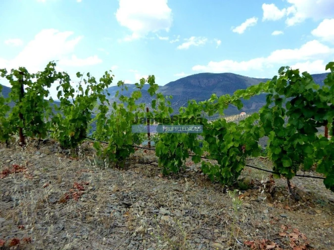 Terreno Agricola ou Rústico para Venda em Vila Nova de Foz Côa Foto 6