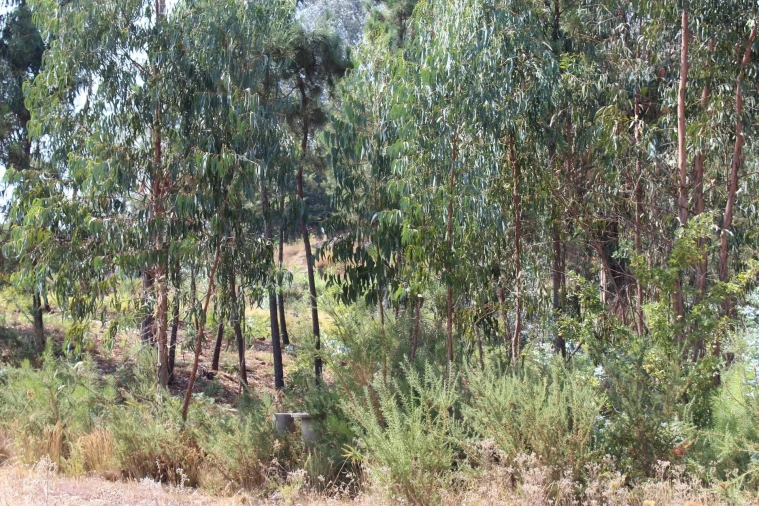 Terreno para Venda em Carvalhais e Candal Foto 12