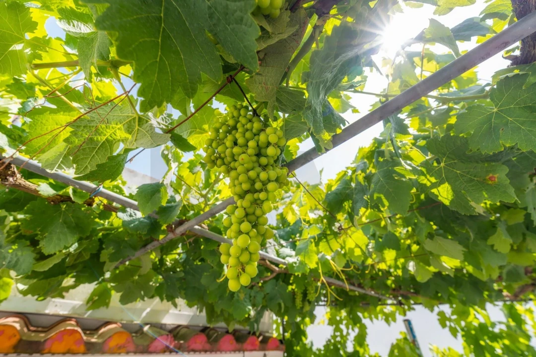 Moradia T3 para Venda em Alcoutim e Pereiro Foto 26