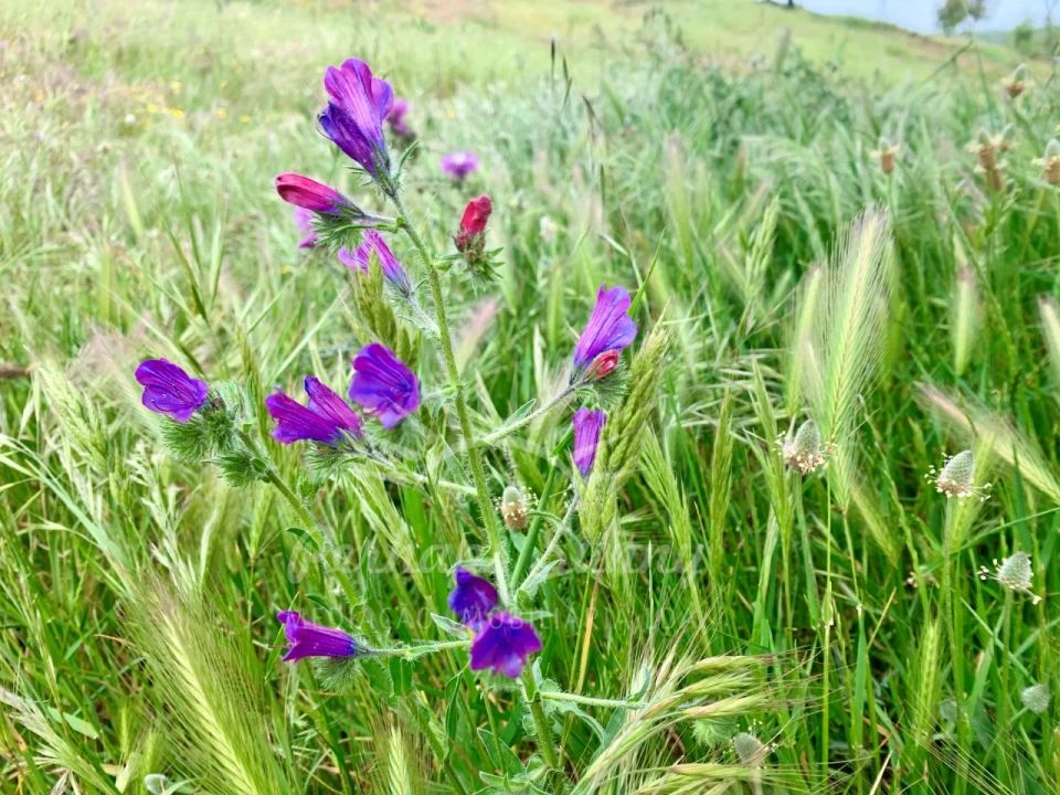 Terreno Agricola ou Rústico para Venda em Santiago do Cacém, Santa Cruz e São Bartolomeu da Serra Foto 14