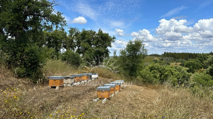 Terreno Agricola ou Rústico para Venda em Santiago do Cacém, Santa Cruz e São Bartolomeu da Serra Foto 11