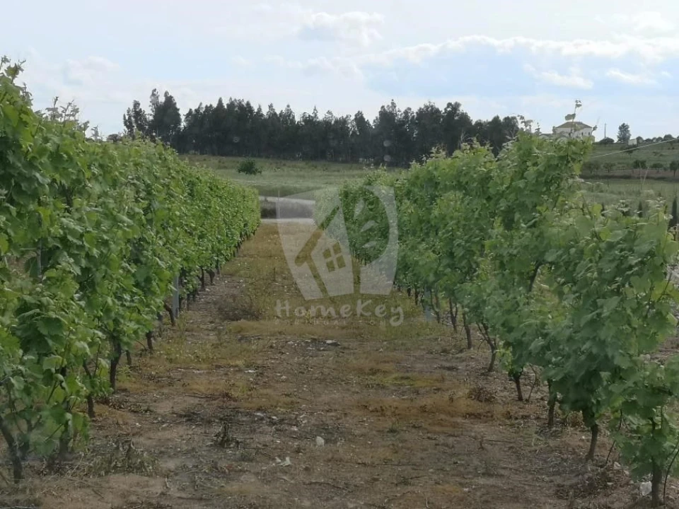 Negócio para Venda em Ladoeiro Foto 20