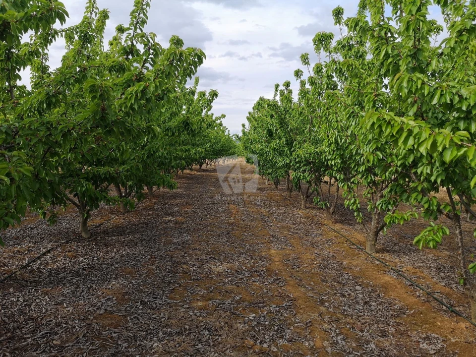 Negócio para Venda em Ladoeiro Foto 6